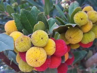 Arbutus Unedo, known as the Strawberry tree, lovely flowers and amazing edible fruits in autumn, we have trees and shrub specimens for sale UK.