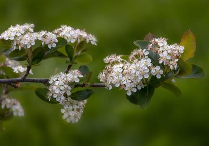 Aronia prunifolia Viking in flower