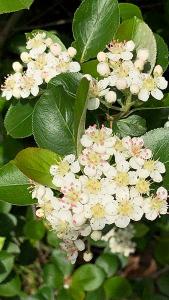 Aronia Melanocarpa Hugin Black Chokeberry produces an abundance of white flowers 