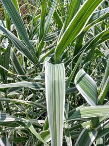 Arundo donax Aureovariegata with striking green and yellow striped foliage