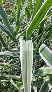 Arundo Donax Aureovariegata Giant Reed Variegata Grass