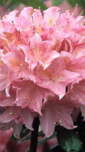 Azalea Homebush - A lovely deciduous azalea hybrid with large, almost spherical trusses of deep pink, almost red flowers in May and June. 