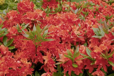 Azalea Hotspur Red, a deciduous azalea from the Knaphill (Exbury) hybrid group, buy online UK