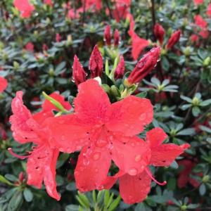 Azalea japonica Aladdin Scout evergreen shrub with pink flowers