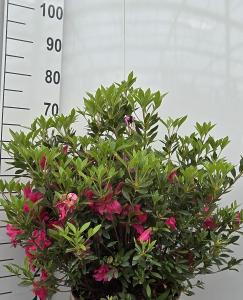 Azalea Japonica Baggio is a compact evergreen shrub with beautiful, soft pink flowers that bloom profusely in spring, adding a touch of elegance to any garden.