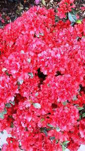 Azalea Japonica Hot Shot for sale online - delivered in UK