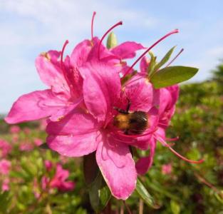 Azalea japonica Purple Splendor evergreen shrub with purple flowers