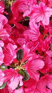 Azalea Japonica Silvester Purple Pink Flowering Evergreen