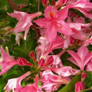 Azalea Jolie Madame compact shrub with pink flowers