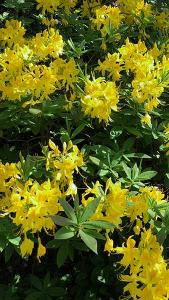 Azalea Anneke Yellow Flowering Azalea