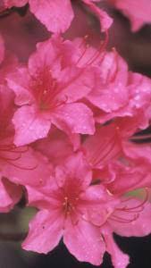 Azalea Nuccios Lucky Charm is a variety of Satsuki Azalea. 