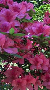 Azalea Phoenicia, Fast-Growing Large Evergreen Azalea