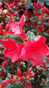 Azalea Stewartstonian Red flowering Azalea - profuse flowers and stunning autumn colour