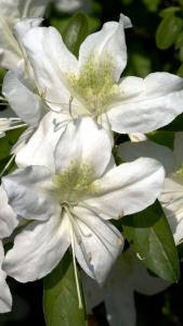 Azalea Treasure, a vigorous growing hybrid with profuse white flowers