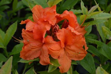 Azalea Gibraltar is a striking shrub with vibrant orange-red flowers that bloom in spring, adding bold color and a dynamic presence to any landscape.