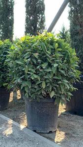 Laurus Nobilis Topiary Balls Bay Topiary Globes for Sale UK