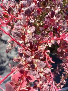 Berberis Thunbergii F Atropurpurea Harlequin is known for its colorful foliage, featuring shades of purple, red, and yellow, and is perfect for adding a touch of drama to garden borders.