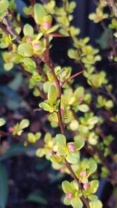 Berberis Pow Wow foliage close up with buds, UK gardens