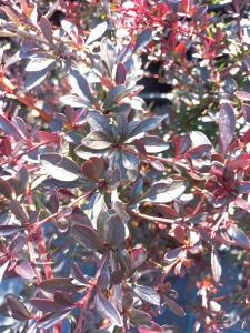 Berberis Thunbergii F Atropurpurea Red Chief is a compact shrub with deep red to purple foliage that creates a striking, bold display, perfect for adding vibrant color to any garden.