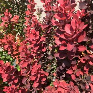 Berberis Red Rocket is an upright deciduous shrub with striking deep red foliage and small yellow flowers, providing vertical interest and bold color to any garden.