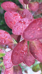 Berberis Red Rocket, deciduous shrub with stunning red coloured foliage, for sale online, UK delivery