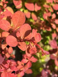 Berberis Orange Dream with vibrant orange and yellow foliage on a sunny day