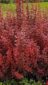 Berberis Thunbergii Admiration