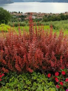 Berberis Thunbergii Admiration features bright red leaves bordered with yellow, creating a stunning display that adds warmth and vibrancy to any landscape.