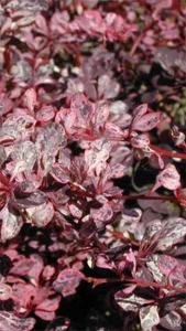 Berberis Thunbergii F Atropurpurea Harlequin, Shrubs buy online with UK delivery.