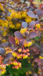 Berberis thunbergii Japanese Barberry deciduous shrub with vibrant foliage