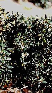 Berberis Frikartii Amstelveen Barberry a highly attractive evergreen shrub with bright foliage and berries for Autumn colour, buy online UK.