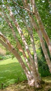 Betula Ermanii Holland or Erman’s Birch Holland