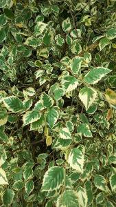 Betula Nigra Shiloh Splash is a Variegated River Birch Tree, with stunning leaf markings in cream and green. Buy Betula Nigra Shiloh Splash UK delivery.