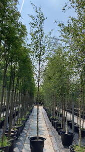 Betula Pubescens or Downy Birch trees for sale online with UK delivery