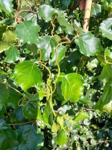 Betula Spider Alley upright tree with striking white bark