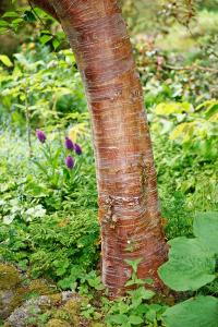 Betula Utilis or Himalayan Birch Copper Bark Birch