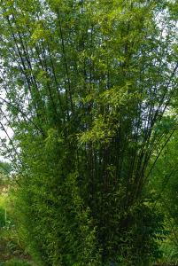 Black Bamboo or Phyllostachys Nigra, huge selection of plants and sizes to buy online UK