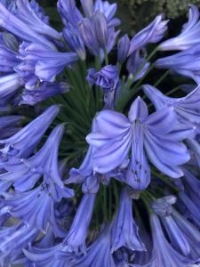 Blue Thunder Agapanthus flower, close up detail, buy UK