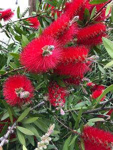 Callistemon Laevis Scarlet is commonly known as Bottlebrush or Callistemon Rugulosus. Flowering shrubs buy UK.