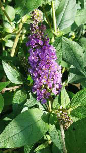 Buddleia Lilac Chip dwarf Buddleia hybrid