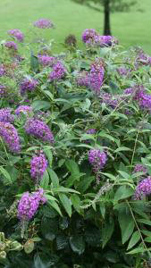 Buddleia Purple Chip, Dwarf Butterfly Bush