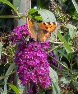 Buddleia Davidii Royal Red flowering, the butterfly bush, buy online UK delivery