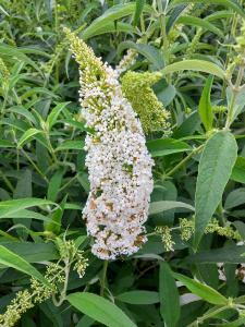 Buddleia White Profusion is a graceful shrub with long, fragrant white flower spikes that attract butterflies, creating an elegant and striking display in gardens.