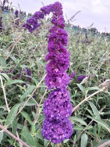 Buddleia Black Knight is a striking shrub with deep purple-black flower spikes that attract butterflies, making it a bold addition to any garden.