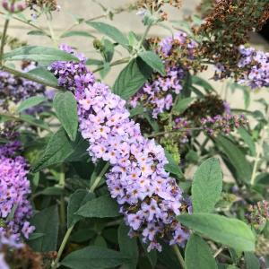 Buddleia Blue Chip is a compact butterfly bush with fragrant lavender-blue blooms that attract pollinators, perfect for adding color and charm to small gardens or containers.