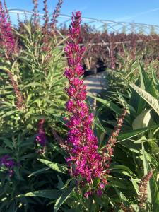 Buddleja Davidii Butterfly Tower, or Butterfly Bush, is a tall variety with dense clusters of vibrant purple flowers, attracting butterflies and adding vertical interest to the garden.