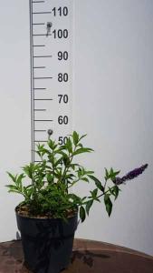 Buddleja Davidii Empire Blue Butterfly Bush for Sale UK