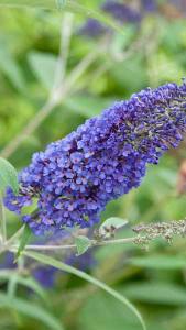 Buddleja Davidii Free Petite Blue Heaven Butterfly Bush