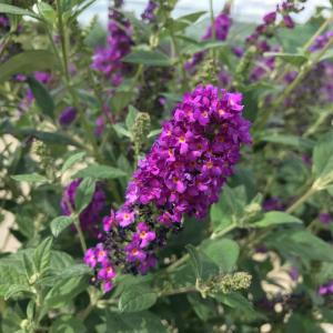 Buddleia Lilac Chip is a compact, dwarf butterfly bush with soft lavender blooms that attract pollinators, offering vibrant color and charm to smaller garden spaces.