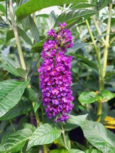 Buddleja Miss Violet butterfly bush with vibrant purple flowers attracting pollinators